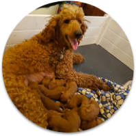 Gingerbred Red Poodles Dark Red Poodles Red Standard Poodle Puupies For Sale Poodle Gingerbred Red Poodles Dark Red Poodles Red Standard Poodle Puupies For Sale Poodle