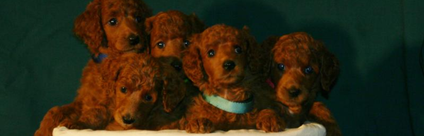 red toy poodle florida